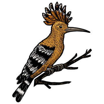 recommend clip art: Eurasian hoopoe bird sketch color engraving PNG illustration. T-shirt apparel print design. Scratch board imitation. Black and white hand drawn image.