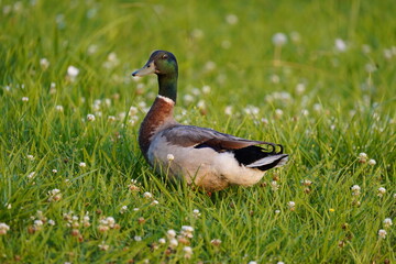 Mallard Duck Looking at You in Green Grass