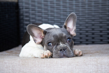 portrait adorable young french bulldog lying and sleeping on a bed. pet sad looking into the camera. Close up Cute pet at home alone. Indoors. sick tired bored care dog waiting for owner