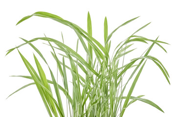 Lush Green Grass Blades Isolated on White Background