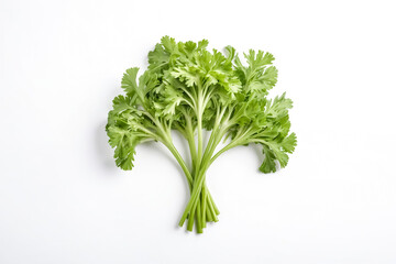 Fresh Green Coriander Sprigs on White Background