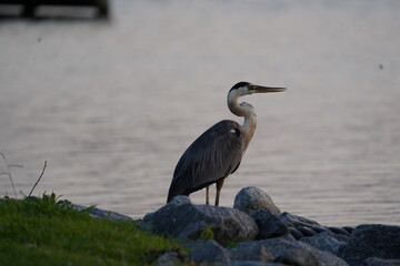Blue Heron on the Rocks