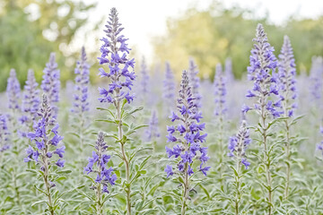 Obraz premium Purple Flowers in a Field