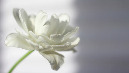 White tulip close-up, soft focus. The concept of women holidays, mother day, women birthday.