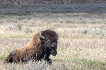 Bull Bison in Spring in Yellowstone National Park Wyoming