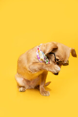 perro avergonzado