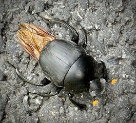 black beetle with yellow eyes