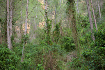 The image shows a dense forest with tall trees and thick undergrowth. 