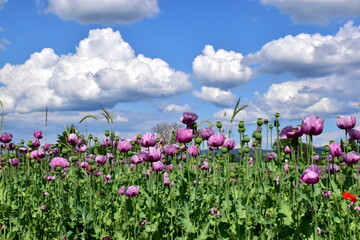 Obraz premium Feld mit Schlafmohnblüten und Samenkapseln im Kaiserstuhl 