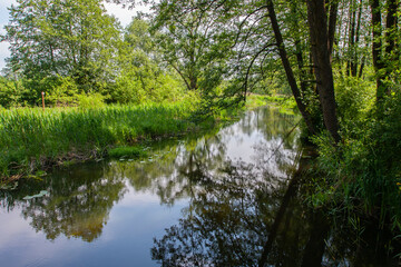 Fototapeta premium A quiet river mildly flows among deciduous trees