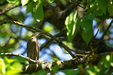 portrait young black starling sits on a branch,