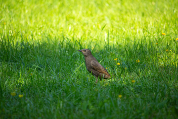 portrait young black starling next generation