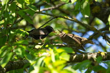 The Common Starling  with some insect to feed its chick