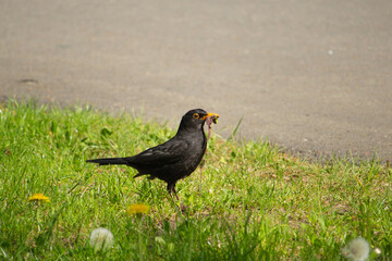 Male blackbird (Turdus merula) with a beak full of grubs and worms.