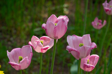 this is a closeup of some pink tulips.