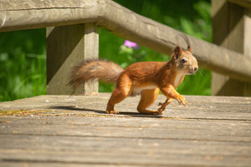 Squirrel red fur funny pets spring park