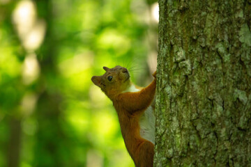Naklejka na ściany i meble Closeup of cute grey and red squirrel eating nut (Sciurus vulgaris).