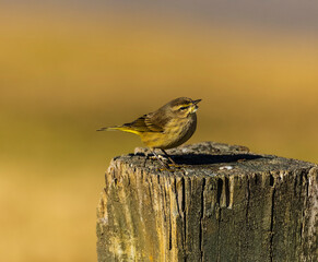 This Palm Warbler is perched on a fence post at the Lower Pool Park of the Chattahoochee River.  You can tell it is winter by the blurred, solid golden-brown background.