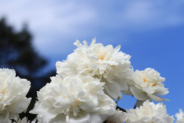 White peony flowers against the sky. Large peony flowers. Peonies are a type of herbaceous perennial plant. Flowers in the open air. Close-up of white flowers. Photos for postcards and banners