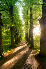forest gravel path in the woods surrounded by lines of trees in the shape of an avenue at sunset...