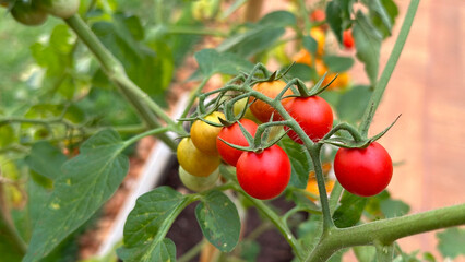 Home Made Cherry Tomato at Garden.