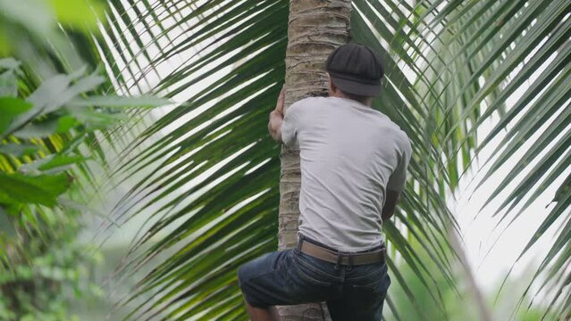 Traditional farmer in southeast asia climbing coconut tree for harvest, rural lifestyle