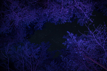 Pine trees in the night sky at forest. Beautiful night in wild forest.