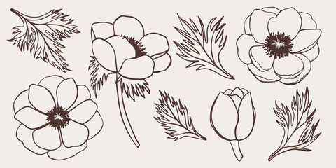 Vector anemone flowers and leaves. Hand drawn outline contour floral set of isolated illustration. Botanical art for wedding anniversary, birthday, invitations.