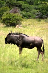 Fototapeta premium Lions looking at their next meal 