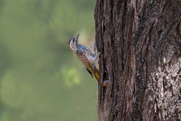 Portraits of Grey Headed Woodpecker in the jungle