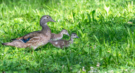 Baby wood ducks walking through grass in spring.
