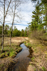 Wisconsin forest with a creek running through it in springtime