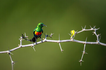 Beautiful Sunbird (Cinnyris pulchella), Africa