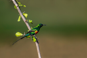 Beautiful Sunbird (Cinnyris pulchella), Africa