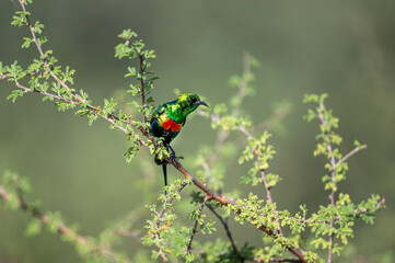 Beautiful Sunbird (Cinnyris pulchella), Africa