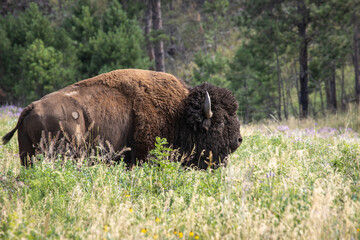 Bison - Custer State Park, Custer, South Dakota