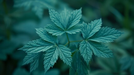  A crisp close-up of a verdant plant, teeming with numerous leaves in the foreground, against a softly blurred backdrop of lush green foliage
