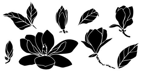 Hand drawn vector magnolia flower, set of silhouette illustration. isolated floral element. flower bud of different shapes. Illustration for prints, templates, greeting cards, invitations © nadia.art.design
