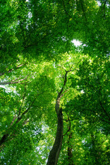 Sunlight in the green forest, spring time