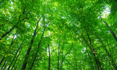 Fototapeta premium Sunlight in the green forest, spring time