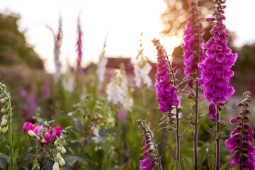 Cottage garden. Close up of pink purple white foxglove flowers blooming in summer garden. Digitalis in blossom.
