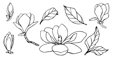 Hand drawn vector magnolia flower, set of contour outline illustration. isolated floral element. flower bud of different shapes. Illustration for prints, templates, greeting cards, invitations © nadia.art.design