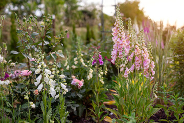 English cottage garden. Close up of pink foxglove flowers blooming in summer garden by roses....
