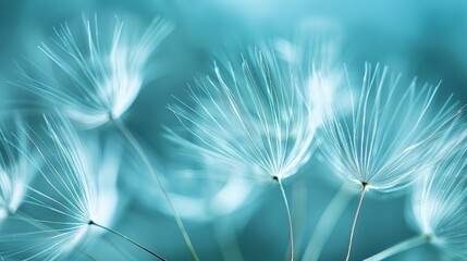  A dandelion in sharp focus against a blurred blue backdrop The image features a clear depiction of the dandelion at its core, while the background gradually blurs