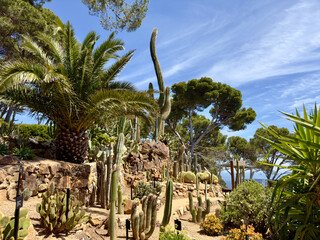 cactus species, pines and a palm at a cliff at the Mediterranean Sea in the botanical garden...