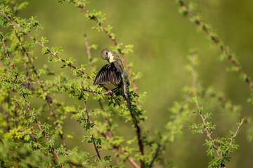 Africa – Black-bellied Sunbird in rural Kenya