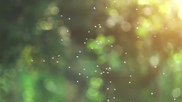 Mayflies fly in groups against backdrop of trees. Mayflies (shadflies, fishflies, up-winged flies) are aquatic insects belonging to the order Ephemeroptera, group of Palaeoptera.