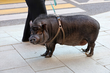 Pig on a leash on a city street, woman walking with a pet