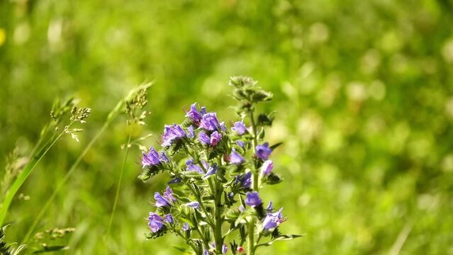 Echium vulgare known as viper's bugloss and blueweed is flowering plant in borage family Boraginaceae. It is native to most of Europe and western and central Asia.