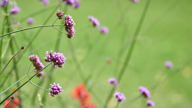 Verbena brasiliensis, Brazilian verbena or Brazilian vervain, is flowering plant species from vervain family (Verbenaceae). It is native to parts of South America, namely Brazil.